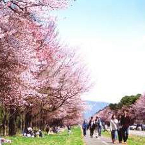 幅36ｍ直線約７ｋｍのビックスケールを誇る桜並木。