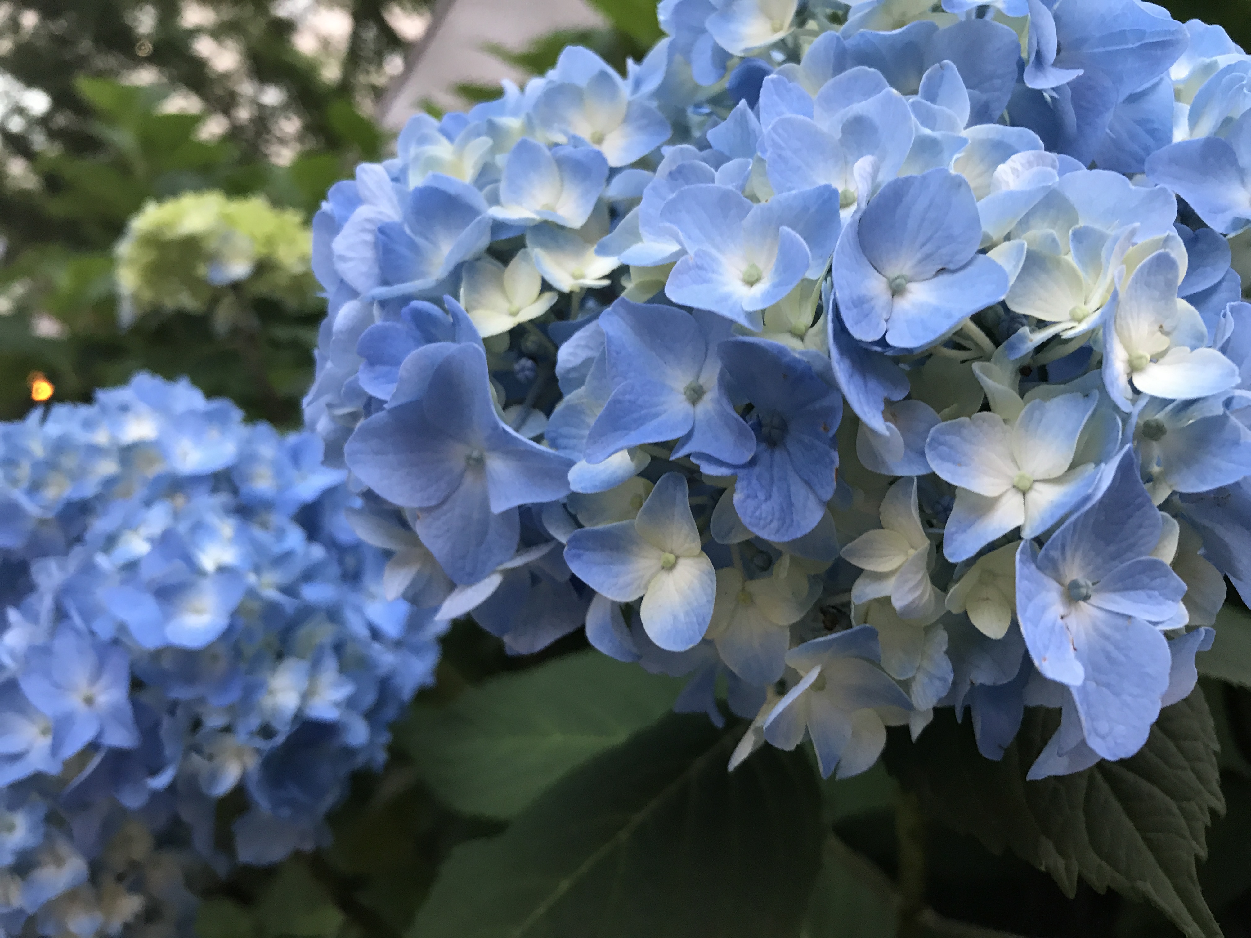 大通公園の紫陽花