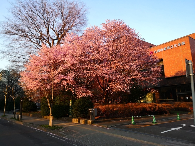 札幌市教育文化会館の桜