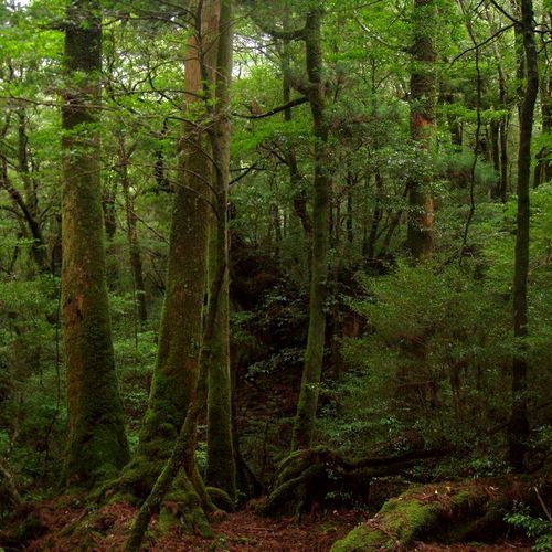 Shiratani Forest