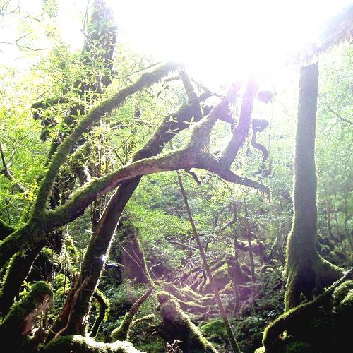 Moss and light in Shiratani