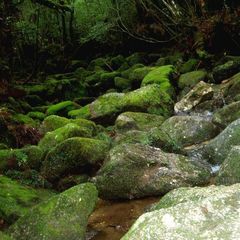 白谷川と苔石