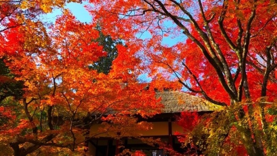 ■常寂光寺■『百人一首』で知られる小倉山の中腹にあるお寺。JR嵯峨嵐山駅から歩いて約15分の距離。