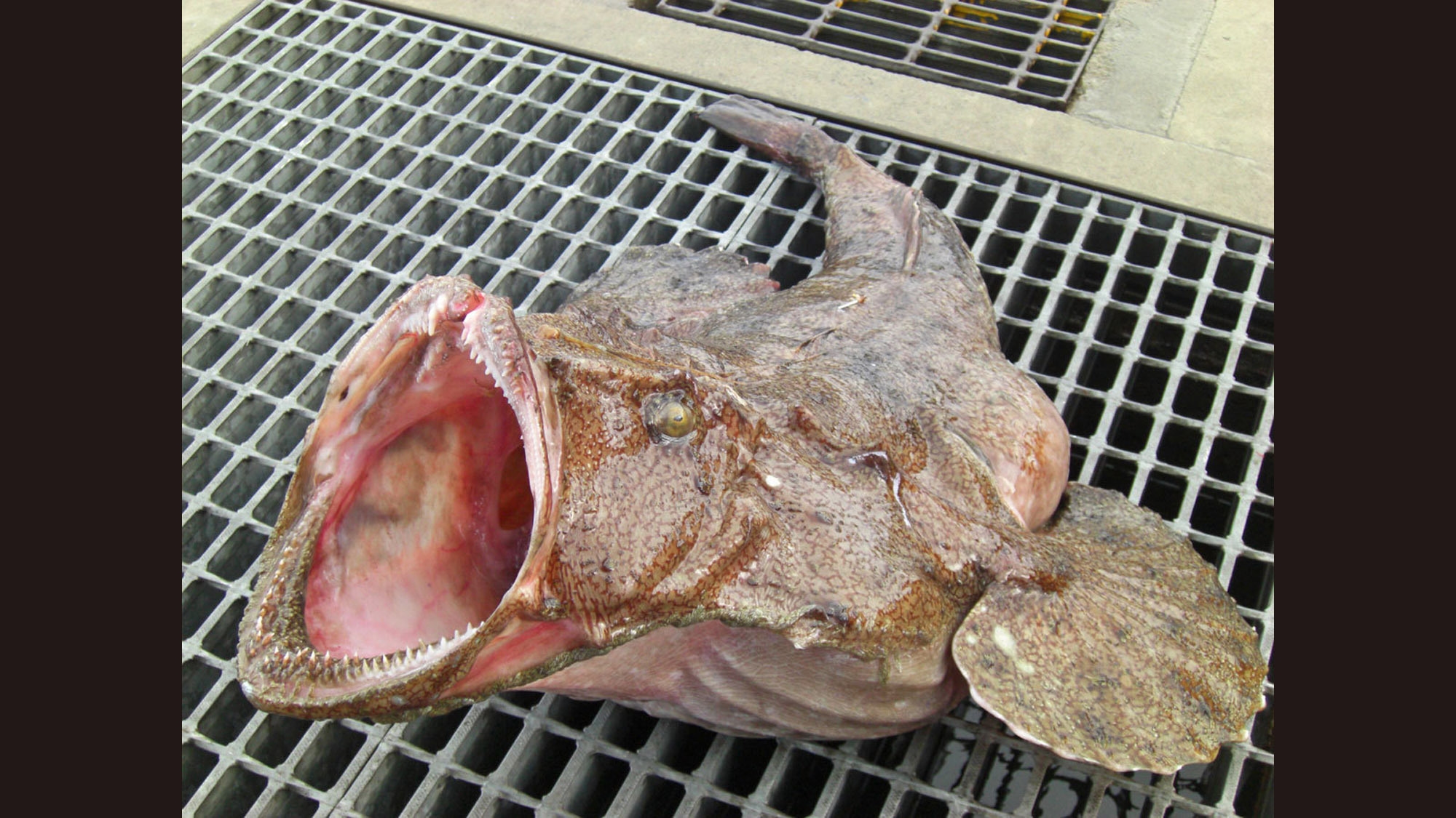 【三浦屋冬の名物！】ここだけの鮟鱇の握り／フリードリンク付【風間浦鮟鱇（あんこう）フルコースプラン】