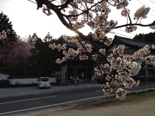 如意寺　桜
