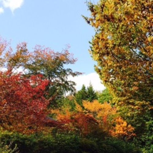 コニファーいわびつの紅葉駐車場前