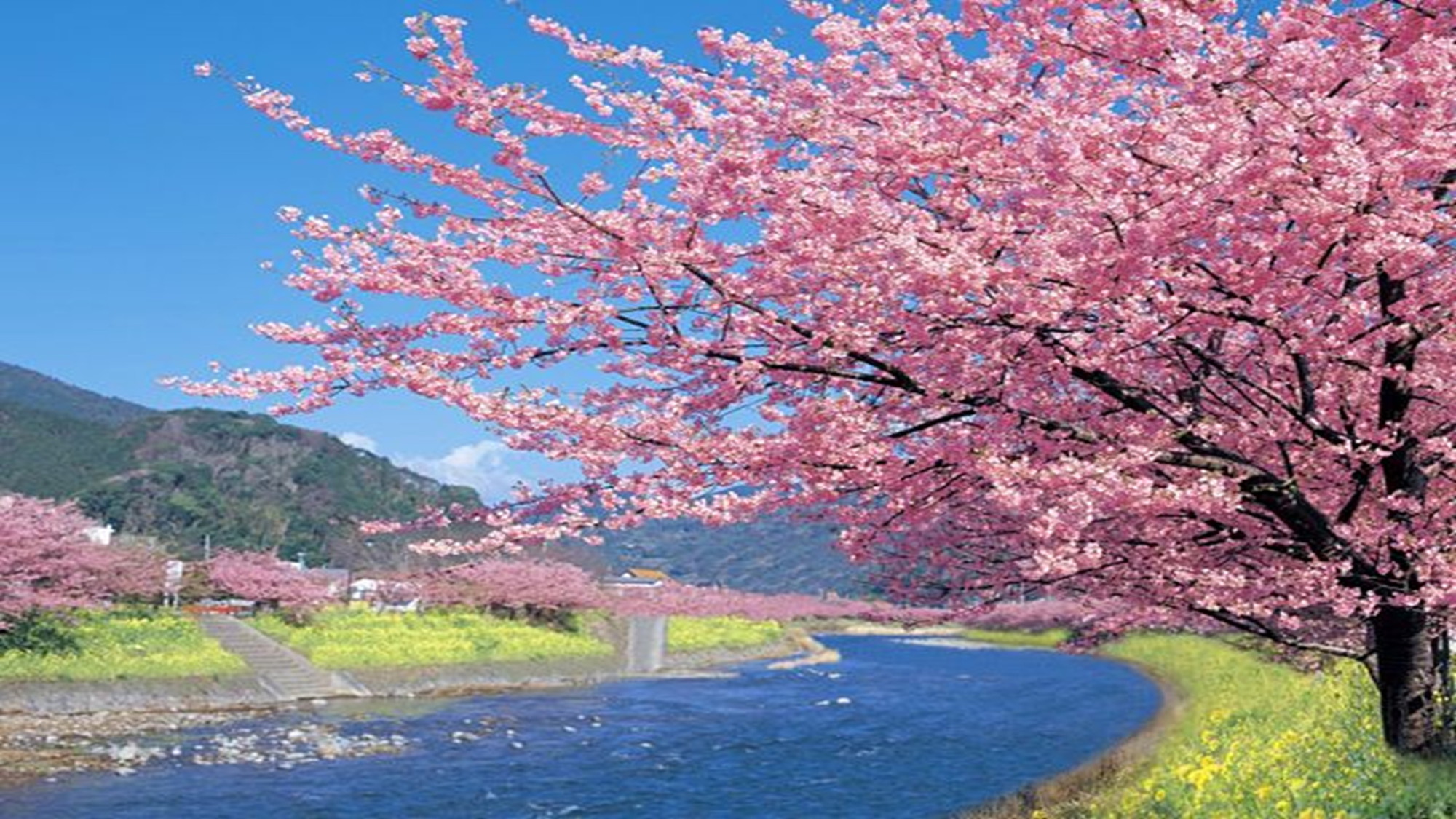 【河津桜まつり】2026年2月7日～3月8日開催！夜桜のライトアップは幻想的な美しさ♪