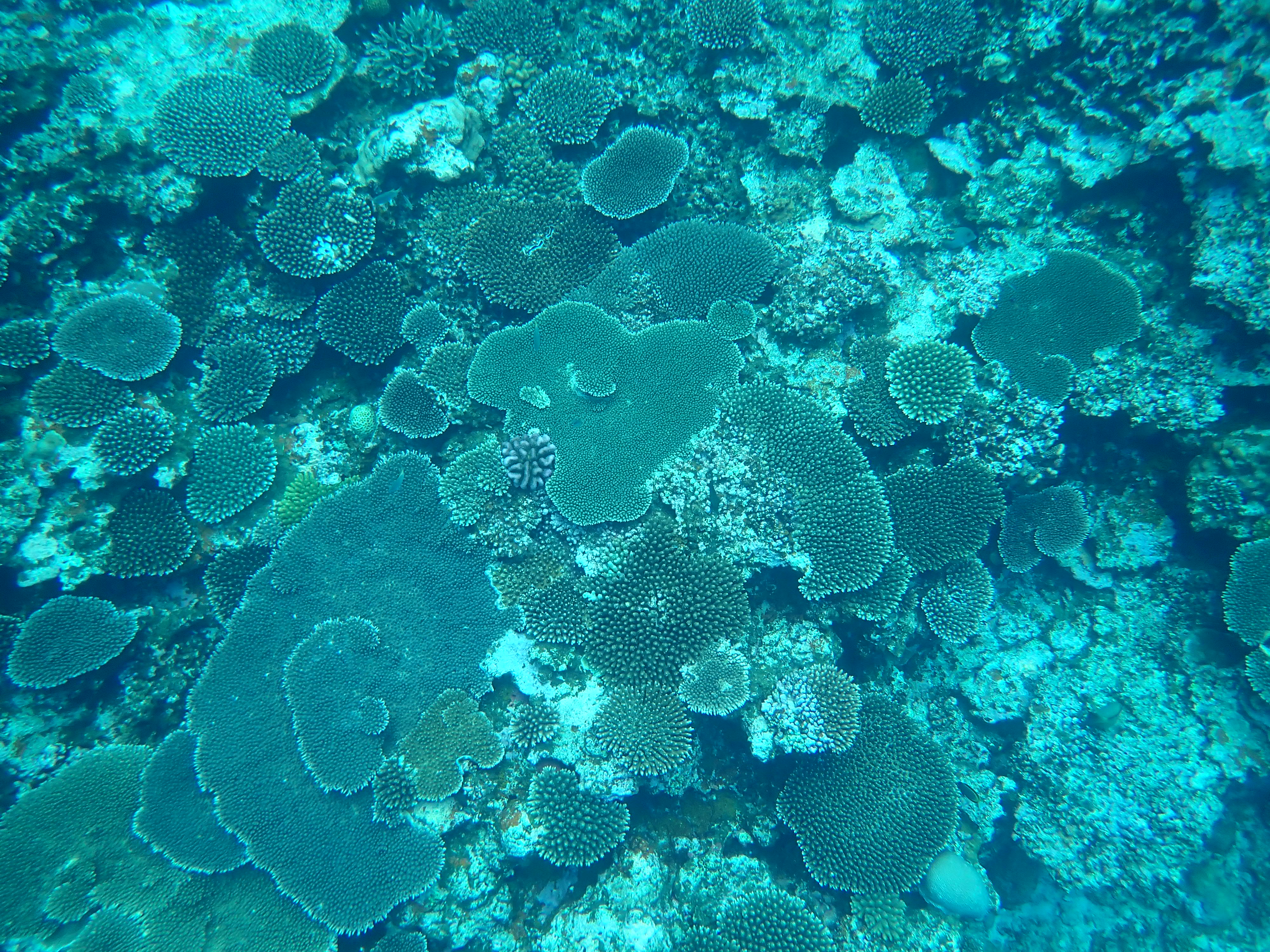 真上からのテーブル珊瑚
