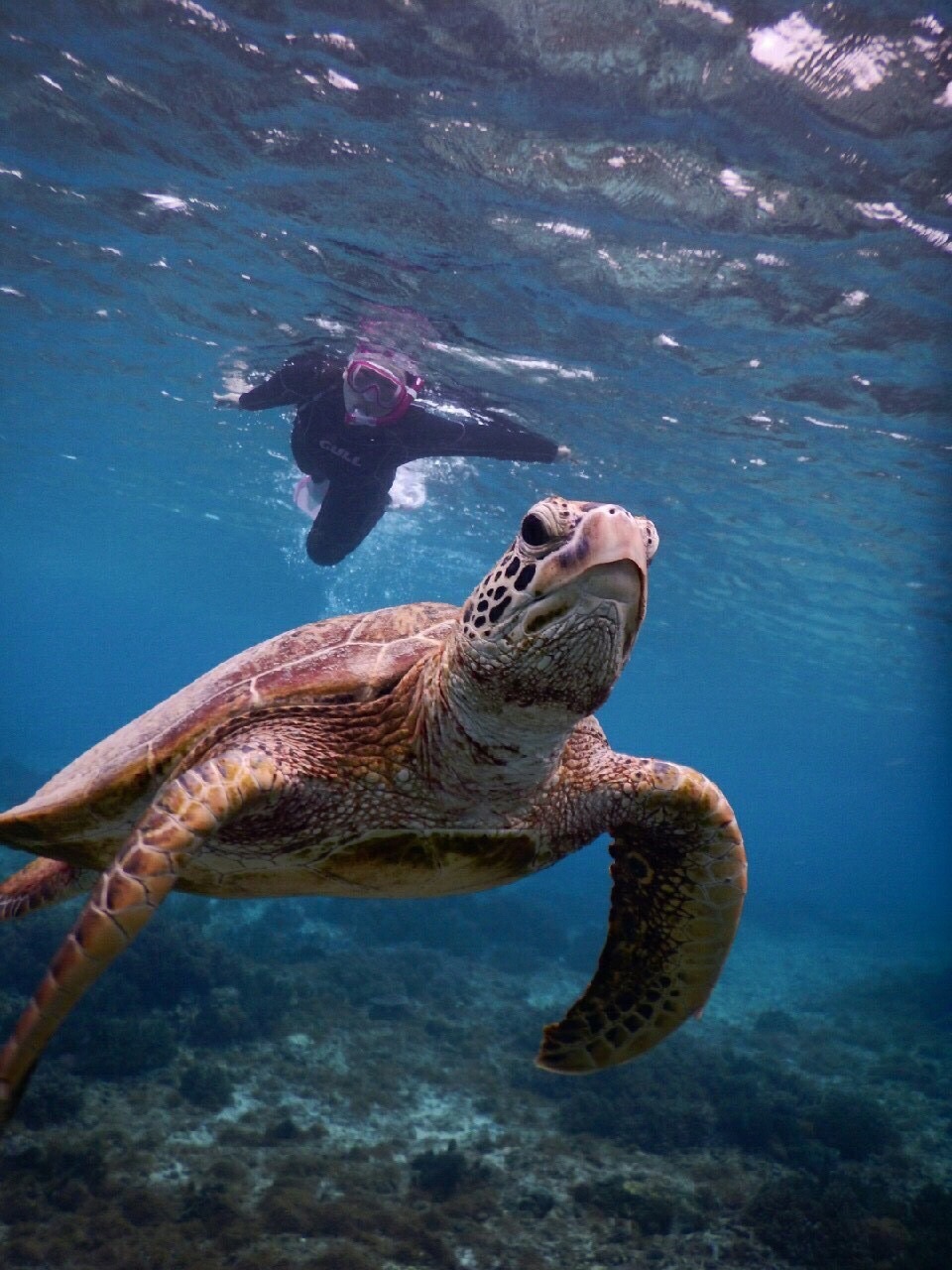 ウミガメと泳ごう！！