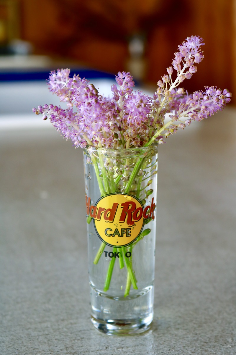 摘んできたお花を飾って・・。