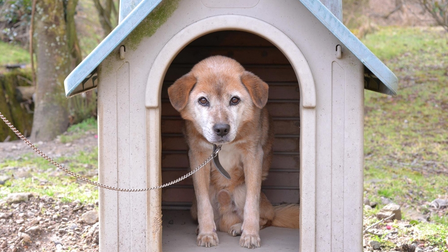 *【看板犬】ペット連れ歓迎☆宿泊代1匹1500円（看板犬が待ってるワン）