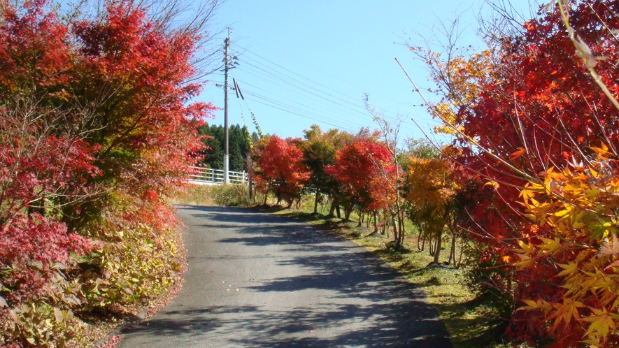 *【秋イメージ】紅葉がきれいです