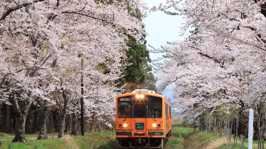芦野公園では、津軽鉄道を覆う桜のトンネルが春に見ごろを迎えます