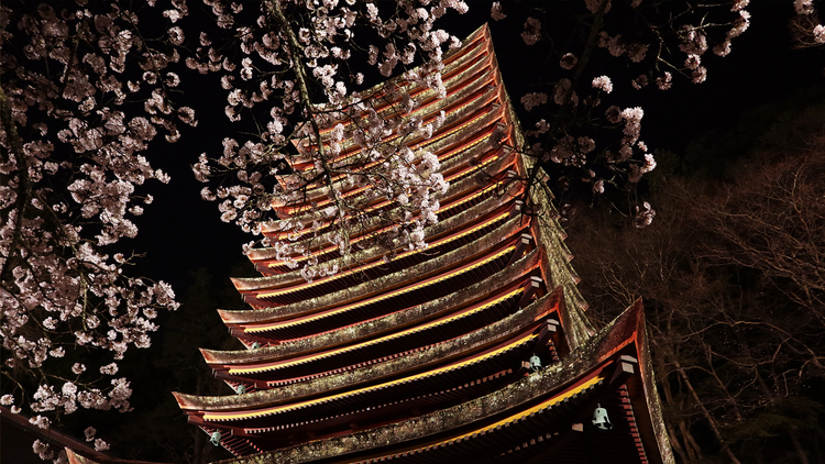 談山神社　夜桜ライトアップ
