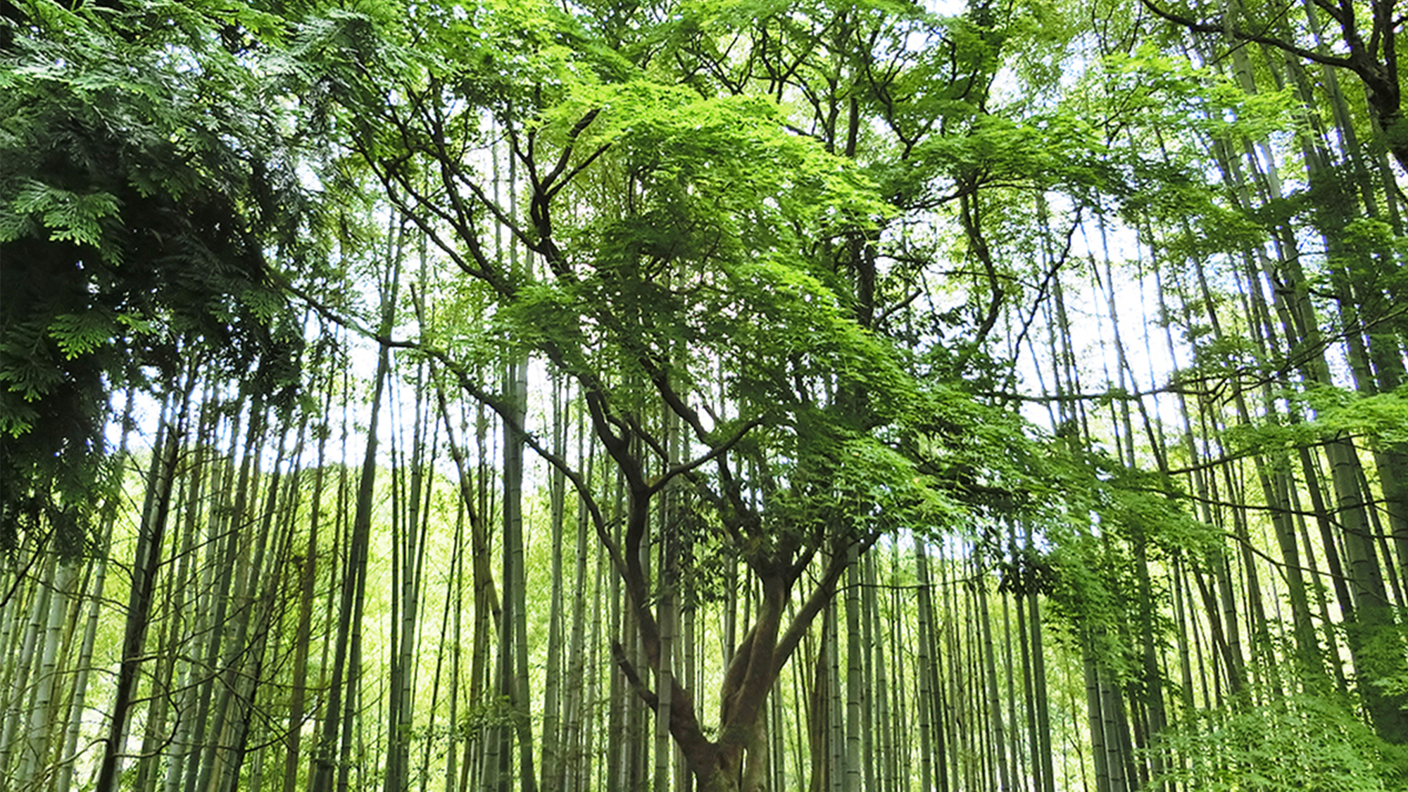 夏　竹林