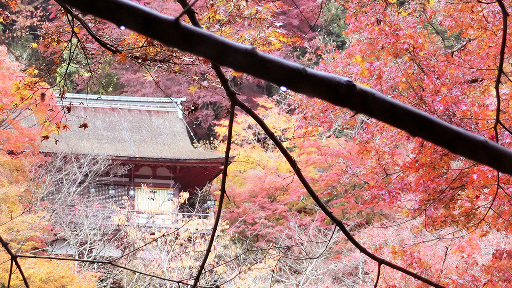 晩秋　談山神社　拝殿