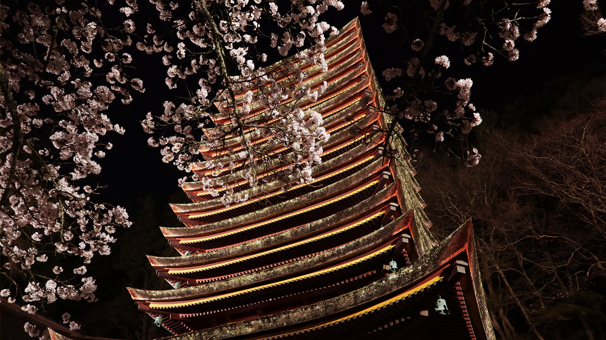 談山神社　夜桜ライトアップ