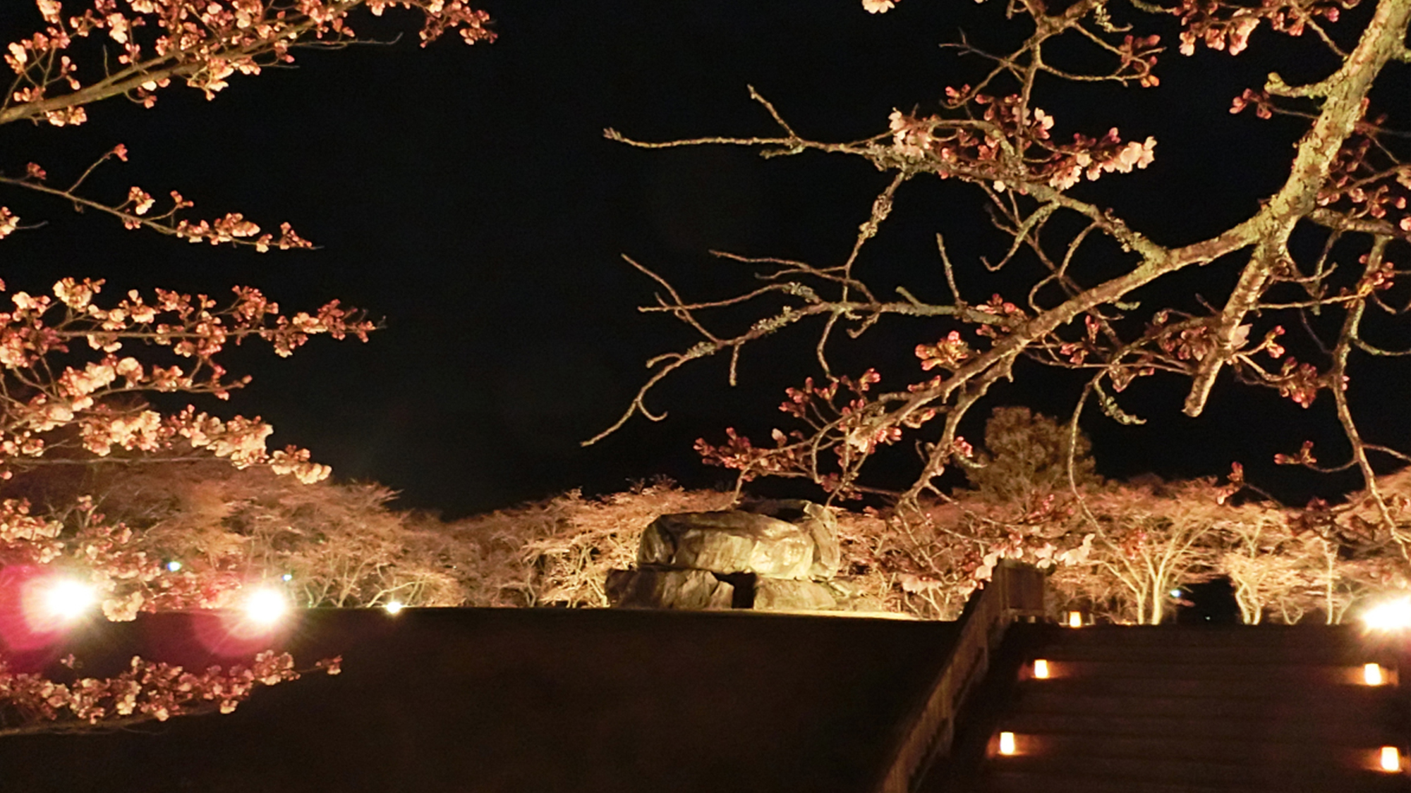 明日香村　石舞台（夜桜）