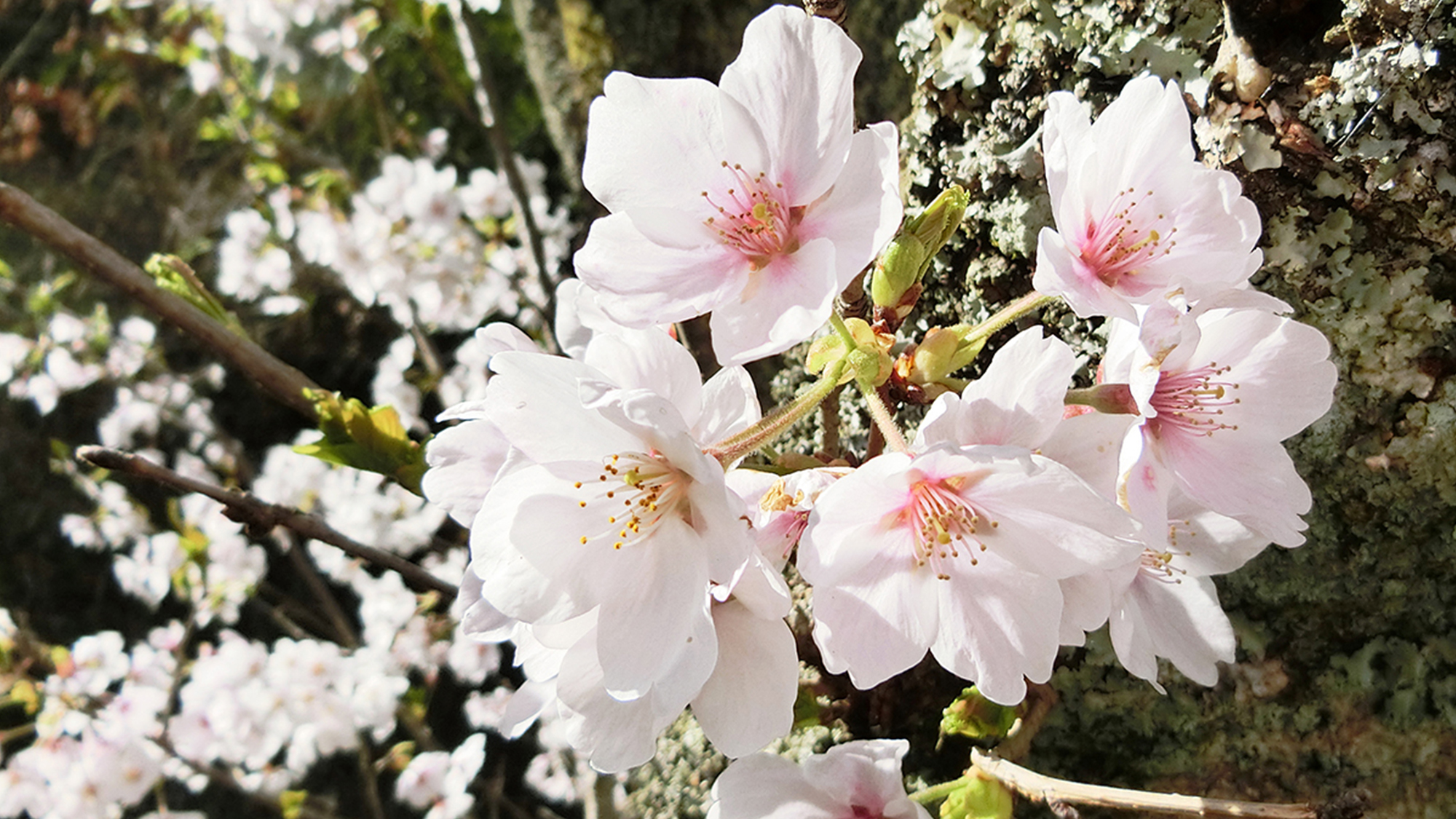 桜　満開