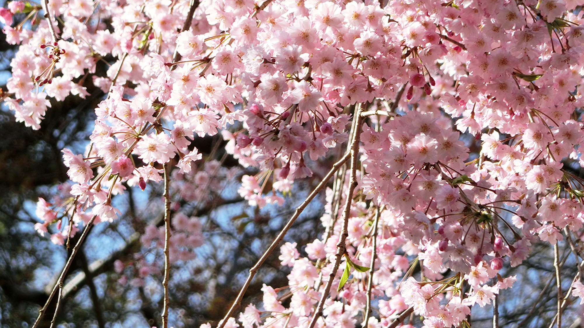 垂れ桜　花盛り