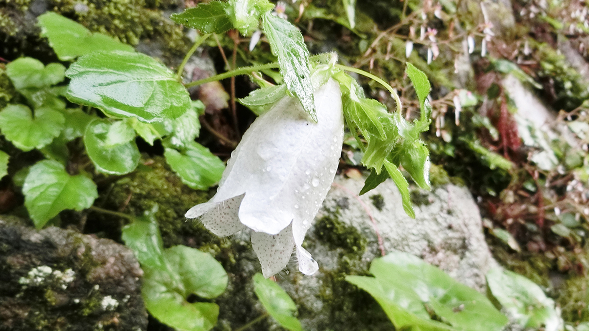 初夏　ホタルブクロ