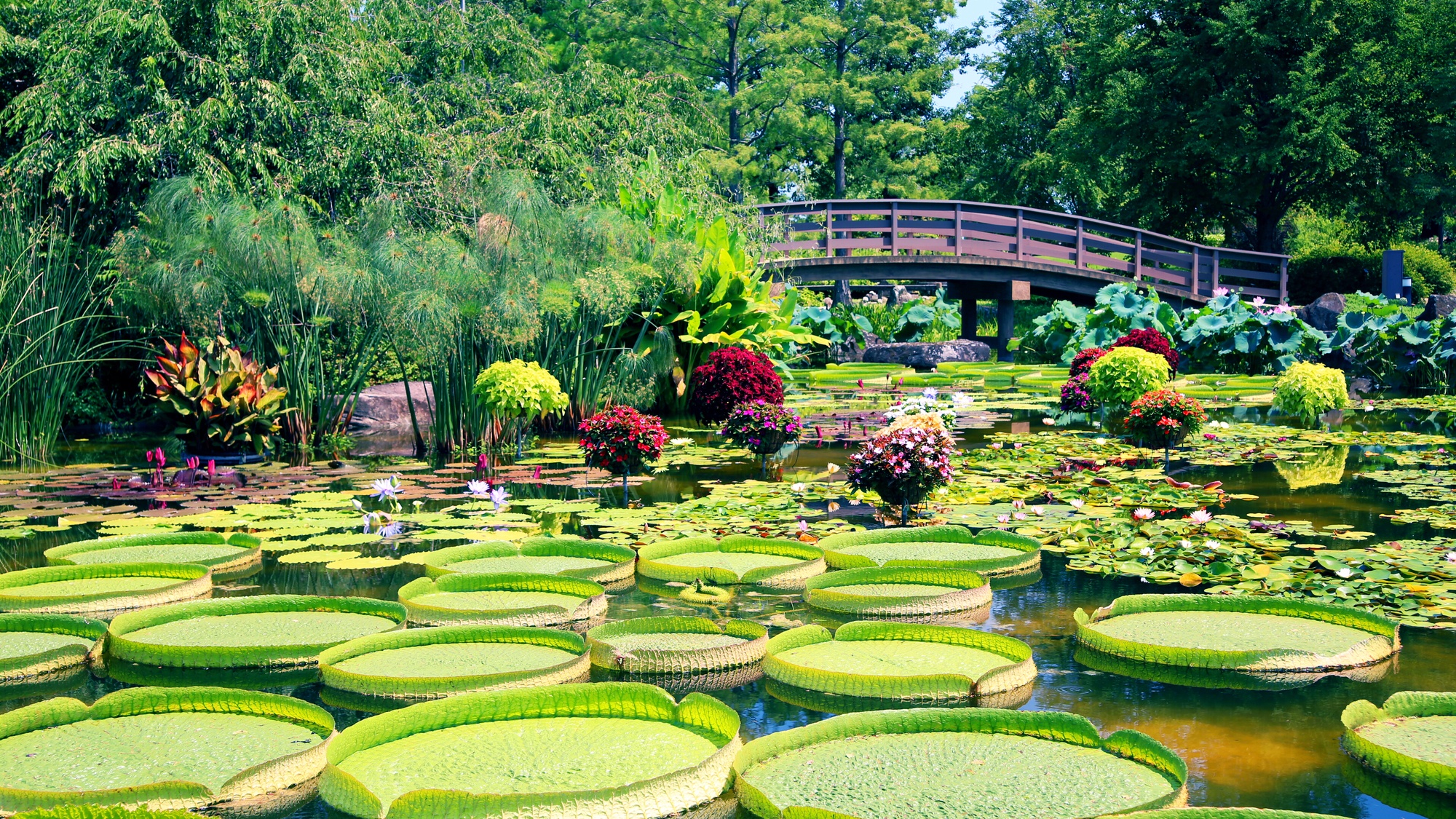 【当館から車で20分】草津市立水生植物公園みずの森は、琵琶湖に隣接し様々な水生植物が鑑賞できます
