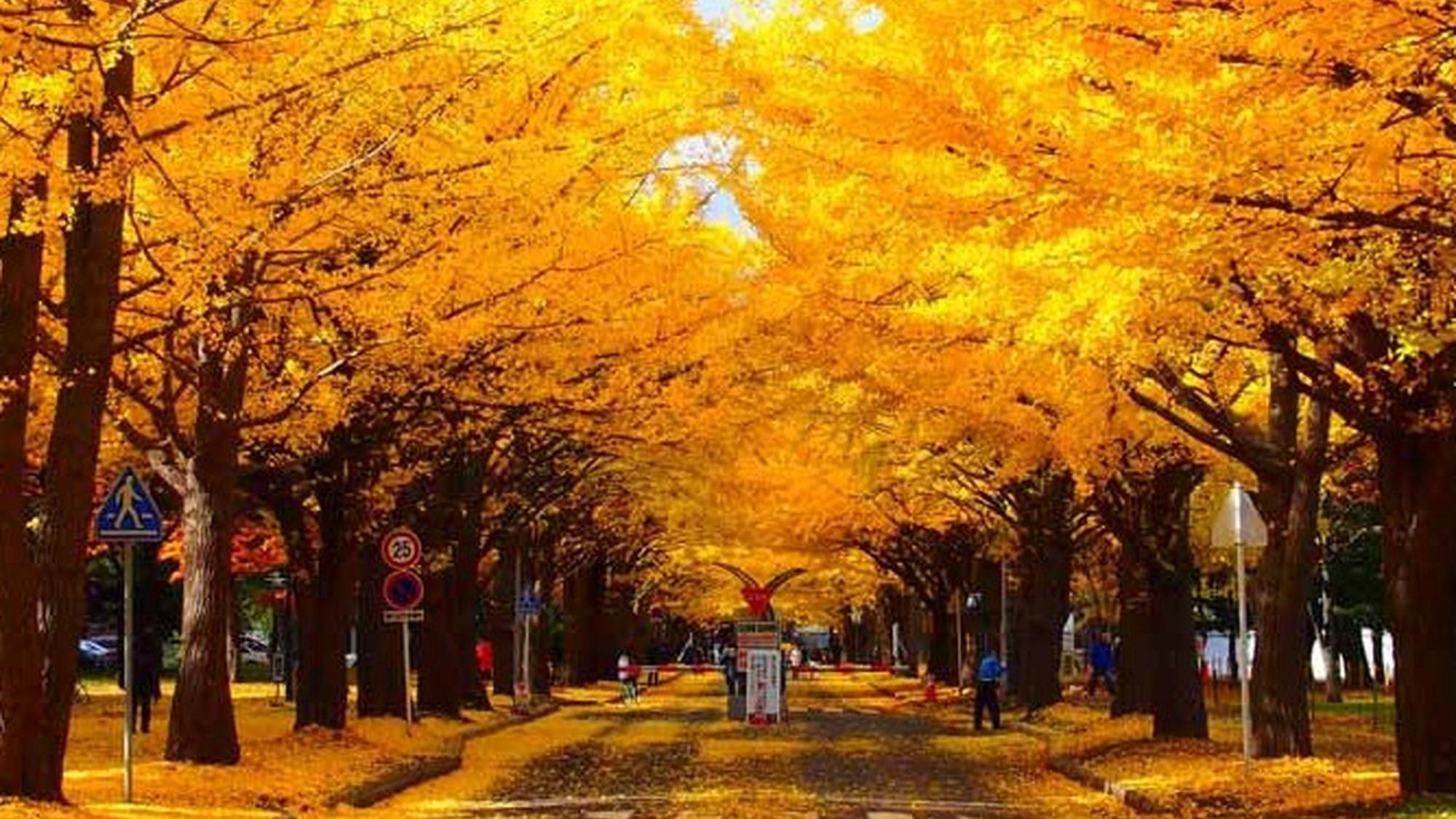 北海道大学 イチョウ並木