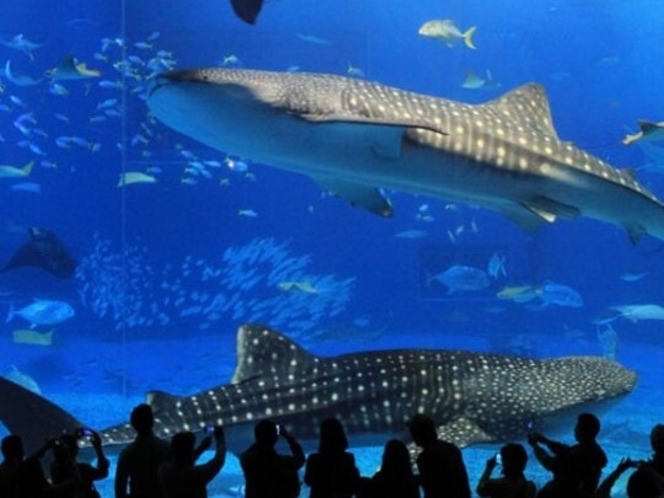 沖縄を代表する人気スポット「沖縄美ら海水族館」悠々と泳ぐジンベイザメたち