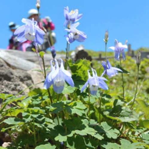 *【アクティビティ】登山や散策中、貴重な花や植物をご覧いただけるかもしれません。