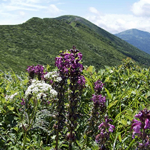 *【高山植物】稜線から湿原、そして林床と山の高さに合わせて変化に富んだ植生がみられます。