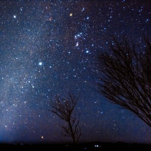 『フォレストヴィラDOG』に宿泊！ホテルの和洋ブッフェ付きプラン（朝食付）