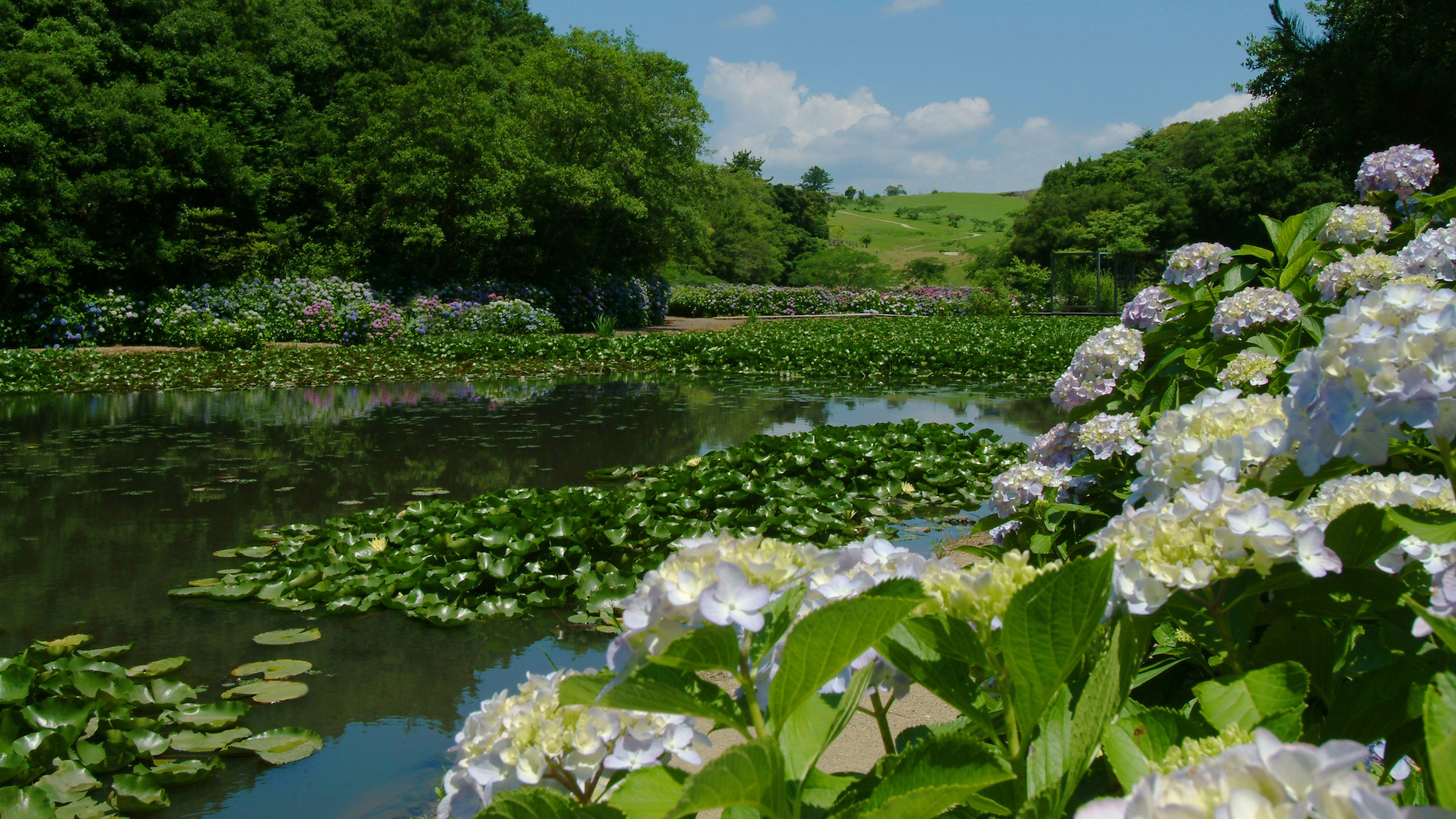 【初夏】里山水生園ではあじさいが見頃を迎えます