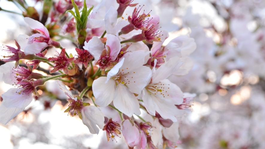 【春】3月下旬　敷地内の桜が見頃です