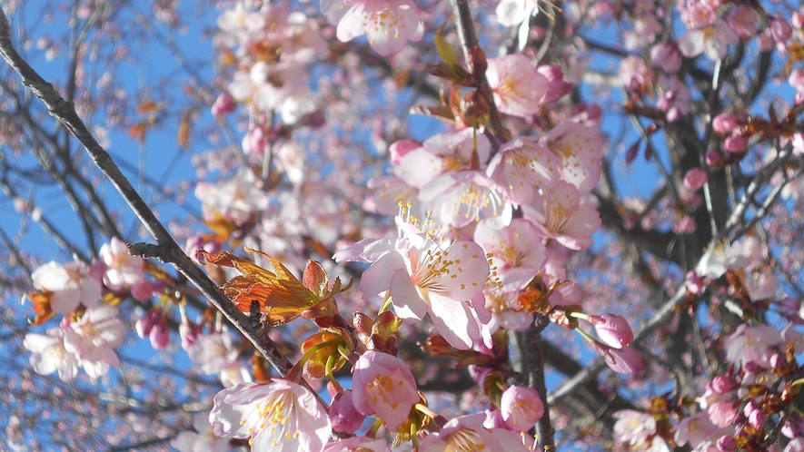 【周辺】毎年、満開の桜を堪能できます。