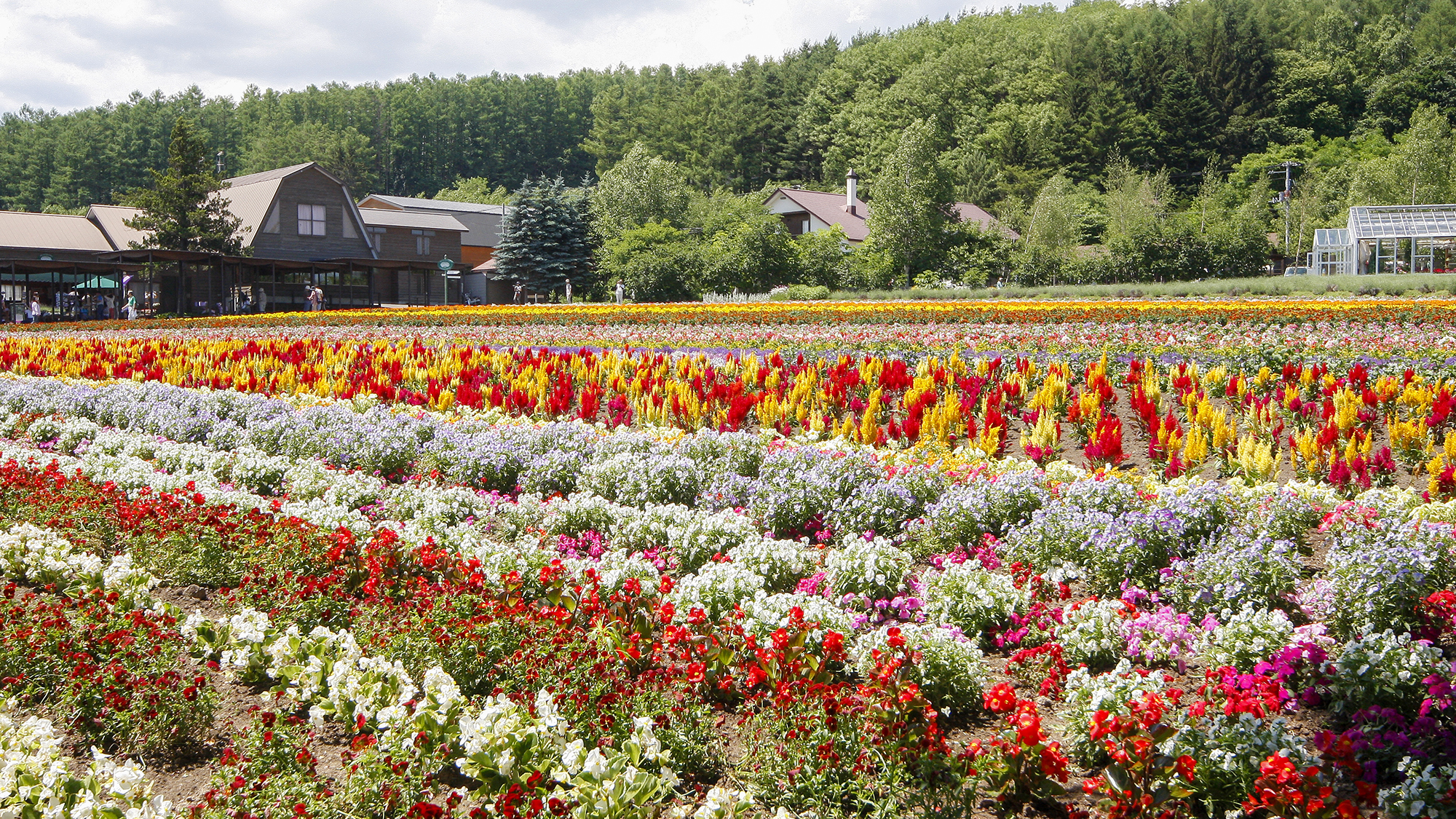 ＃富良野の花畑