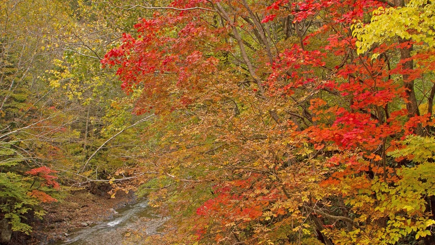 【周辺】双珠別川にかかる「みかえり橋」から見る紅葉が素晴しい眺めです。