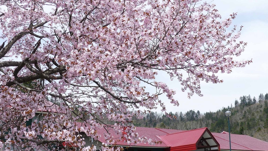 【周辺】当館では春には桜も楽しめます。