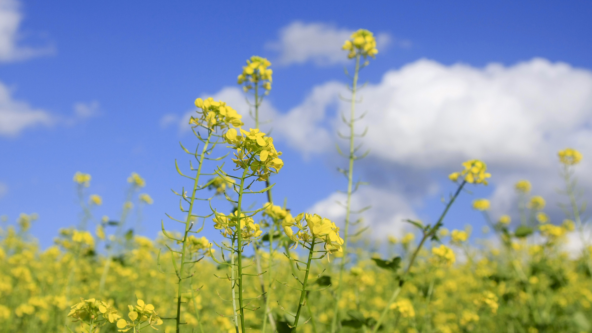 ＃富良野・菜の花畑