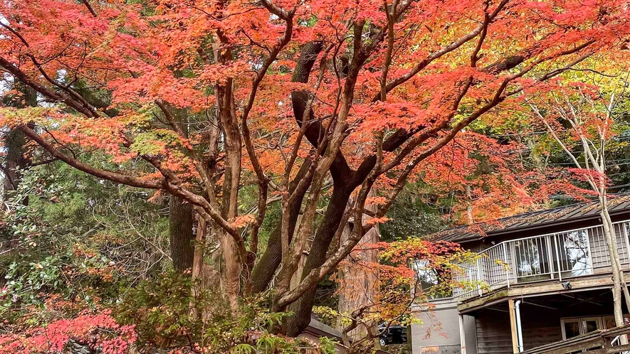 ・11月頃には見事に色づきます