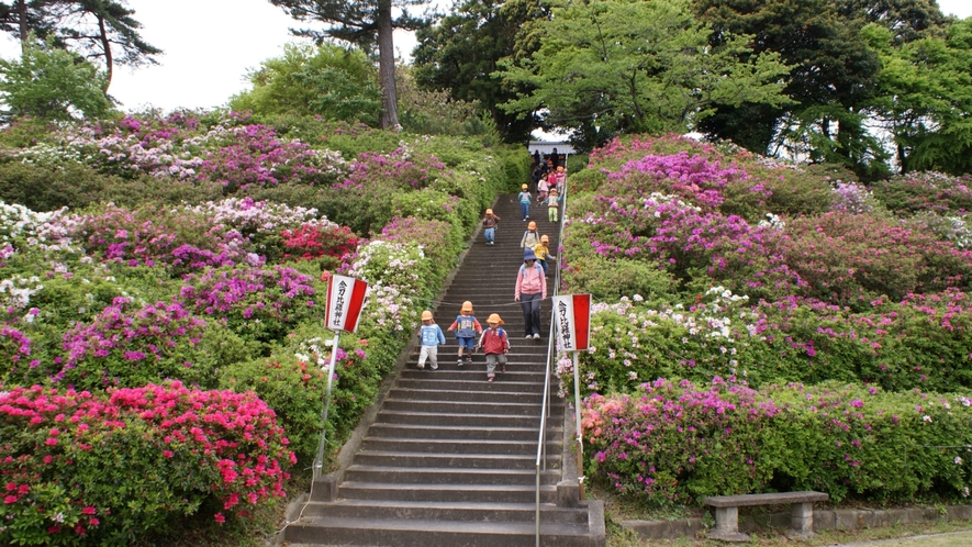 【斐川公園】　つつじ