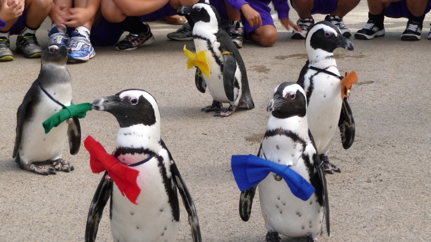 【松江フォーゲルパーク】ペンギンの行進だよ♪衣装もかわいい！
