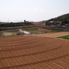 安芸津の赤土のじゃがいも畑♪　圧巻の景色☆