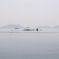 虫に食べられて無くなる寸前の「ホボロ島」