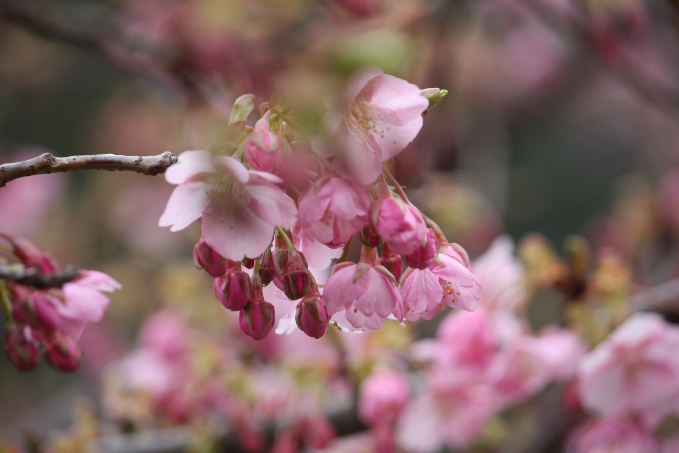 河津桜まつりと吊るし雛祭りプラン！河津桜まつり会場まで車で１０分です！／ペット同室OKです　B棟
