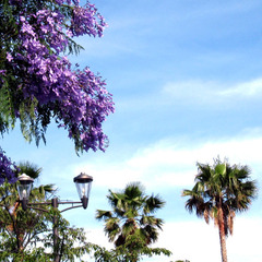 鮮やかな紫のジャカランダは熱海の街中やサンビーチでご覧いただけます。