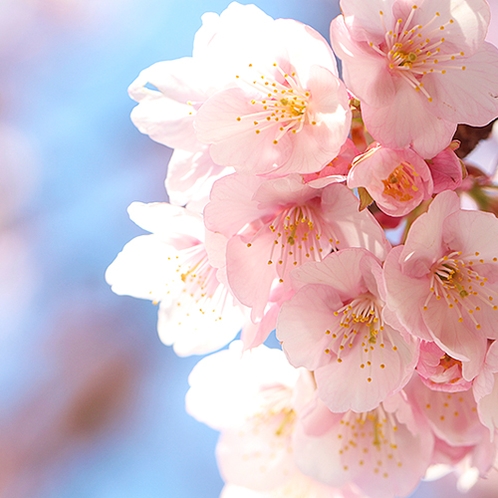 春の訪れには熱海桜が熱海の街中を彩ります。