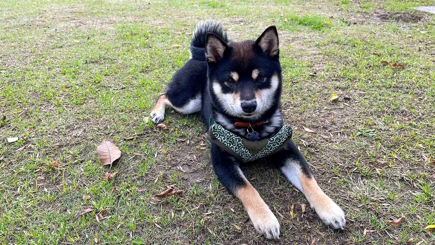 ・大切な愛犬とのご宿泊も可能です