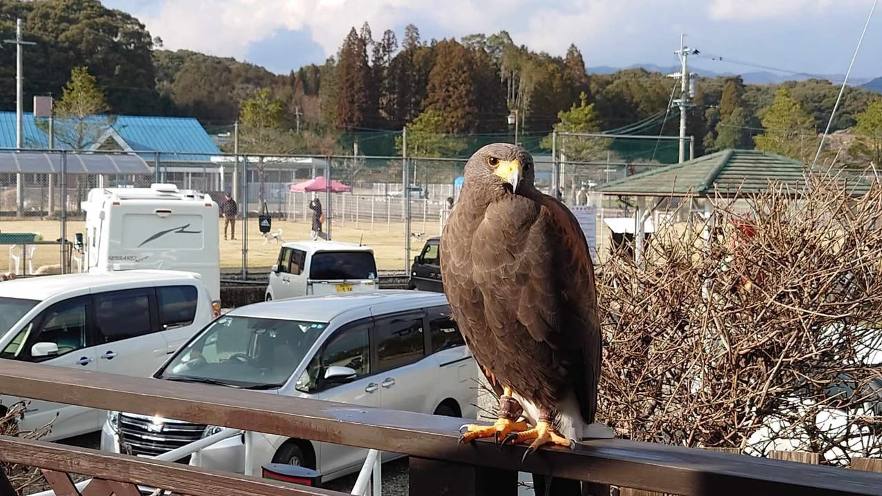 【素泊まり】一日中遊べるドッグラン満喫プラン