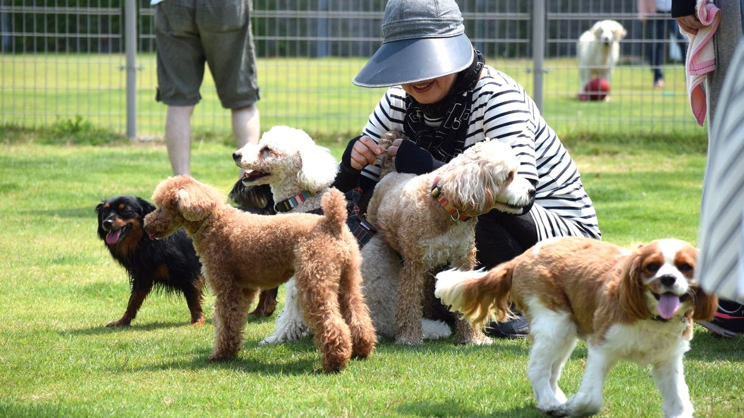 【素泊まり】一日中遊べるドッグラン満喫プラン