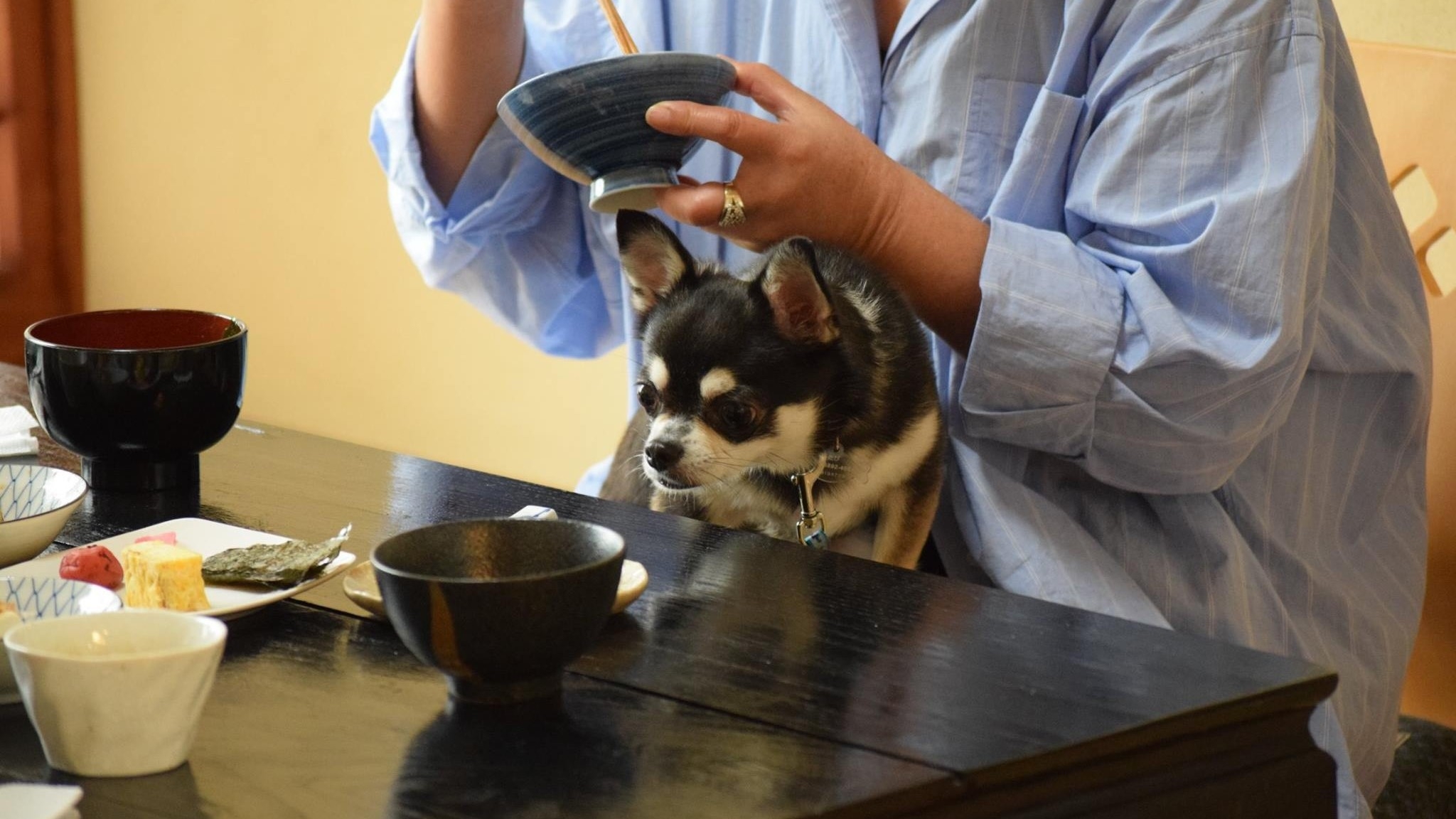 【朝食付き】一日中遊べるドッグラン満喫プラン